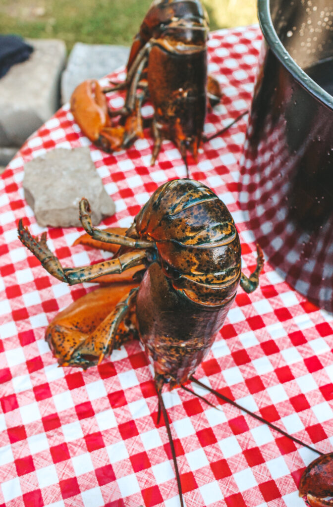 How to boil lobster